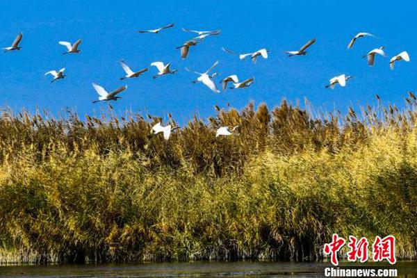 歐文創(chuàng)賽季新高砍50分 羅齊爾布里奇斯合砍60分不敵籃網(wǎng)